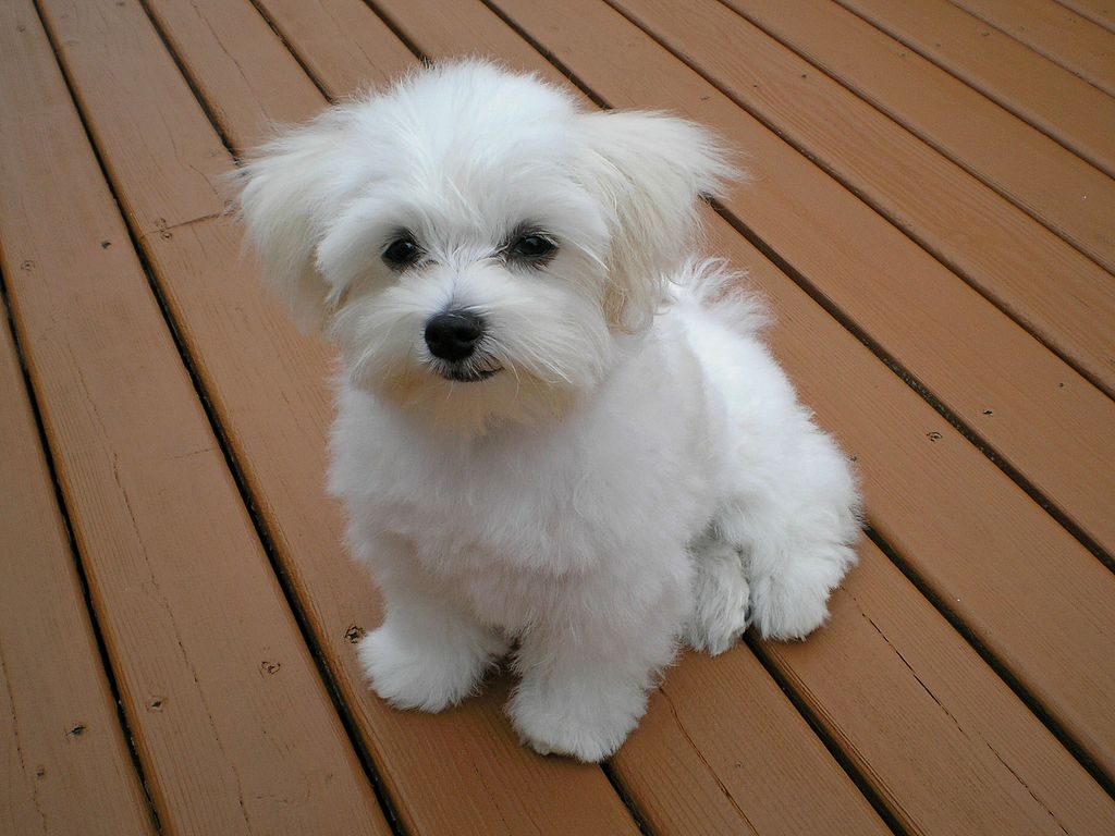 cane maltese
