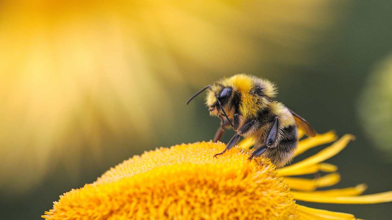 Giornata Mondiale delle api