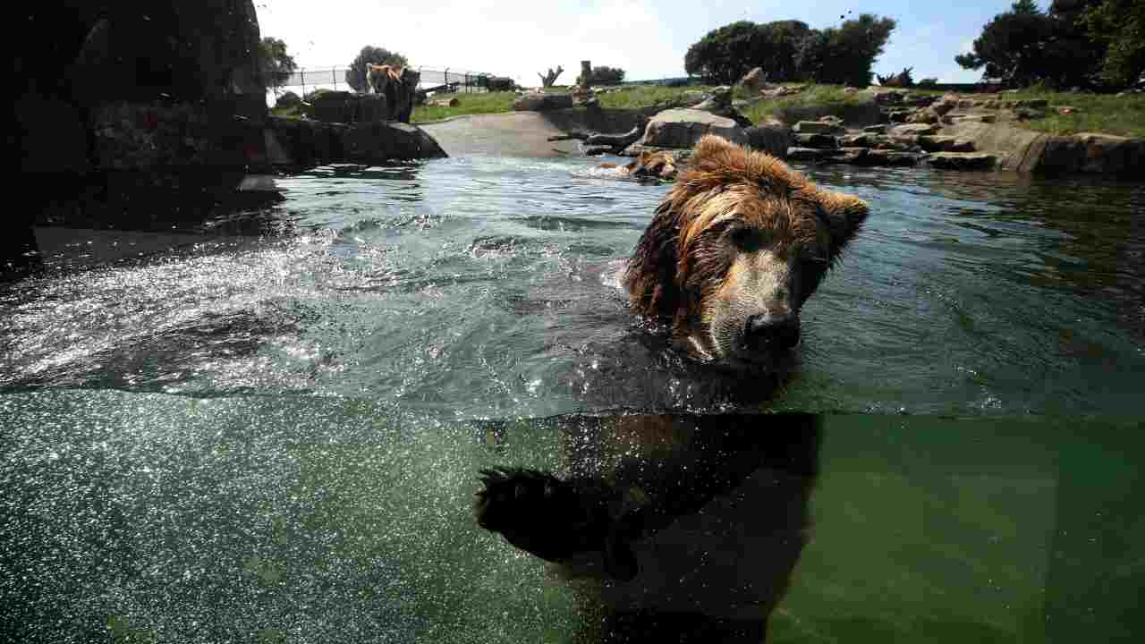 abbattimento orso denuncia