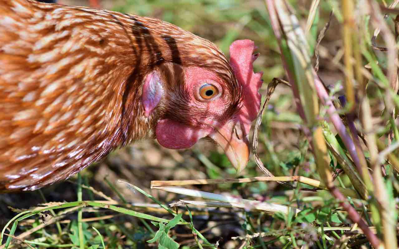 Nuova Zelanda polli invasione
