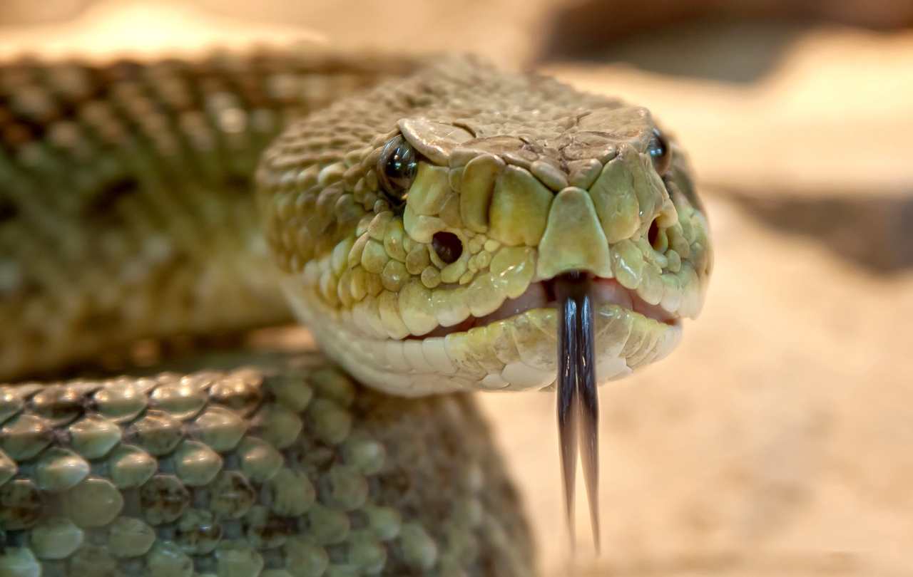 vipera