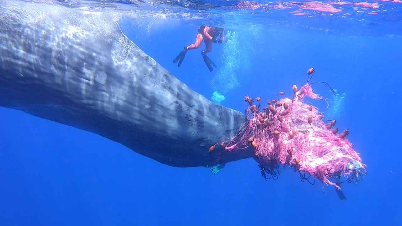 ferragosto mare animali