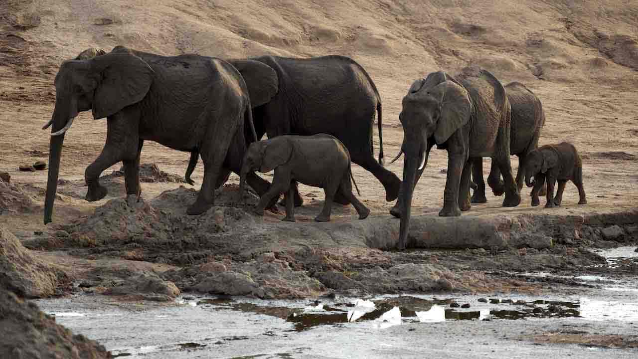 elefanti morti Zimbabwe avvelenati