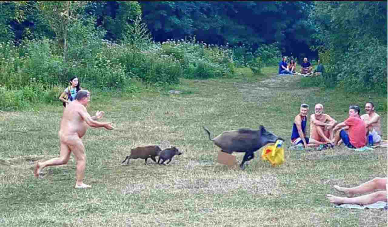 Germania Nudista Cinghiale