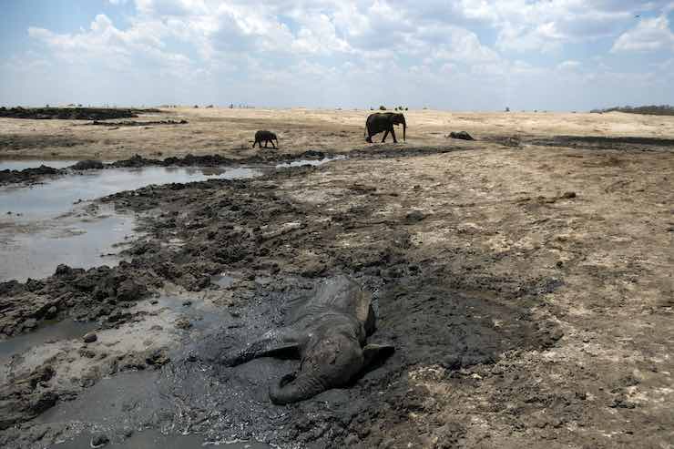 elefanti morti Zimbabwe avvelenati