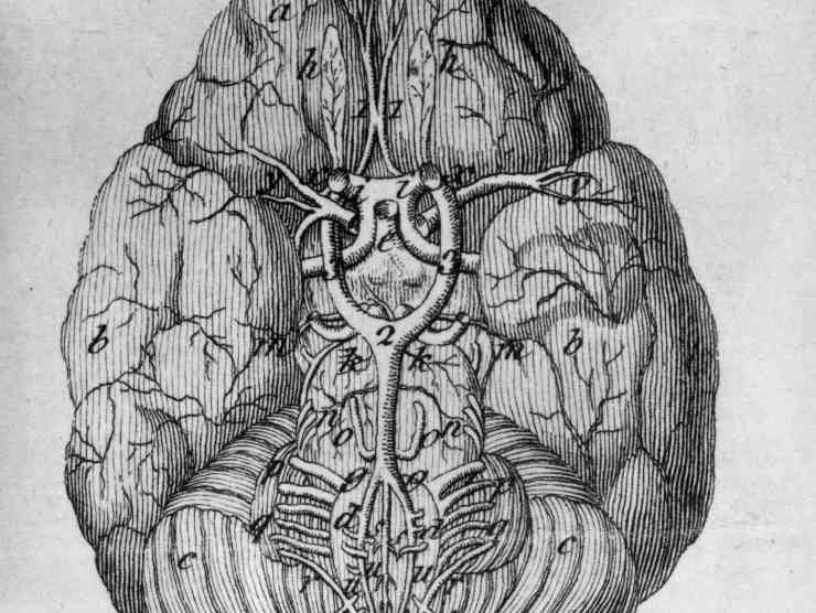 Una disegno del cervello 