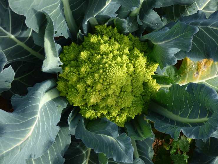 Broccolo idee ricette vellutate