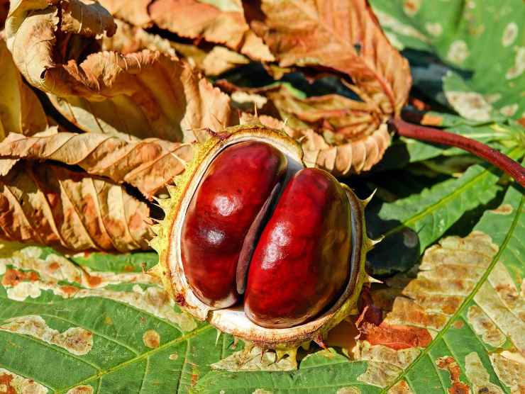 castagne idee ricette dessert