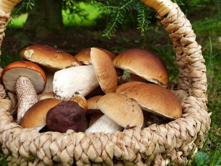 funghi per condimento autunnale