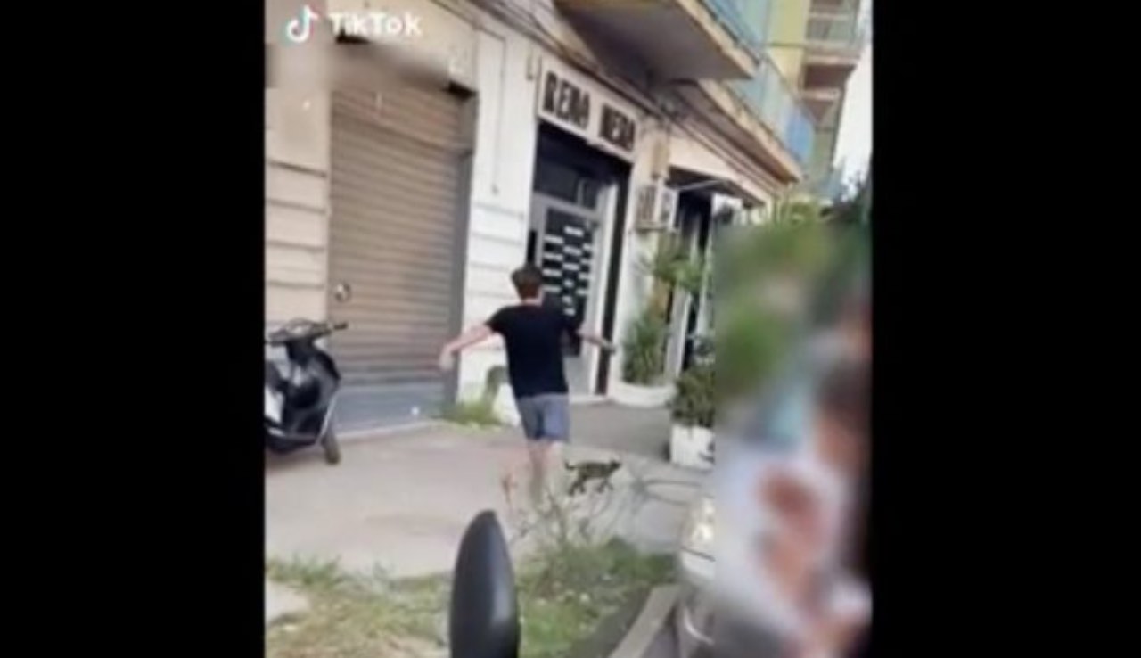 tiktok calcio gatto