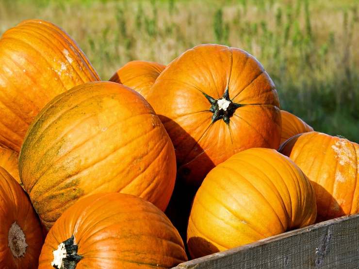 zucca per casarecce pasta