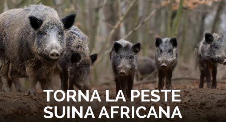 Peste suina africana