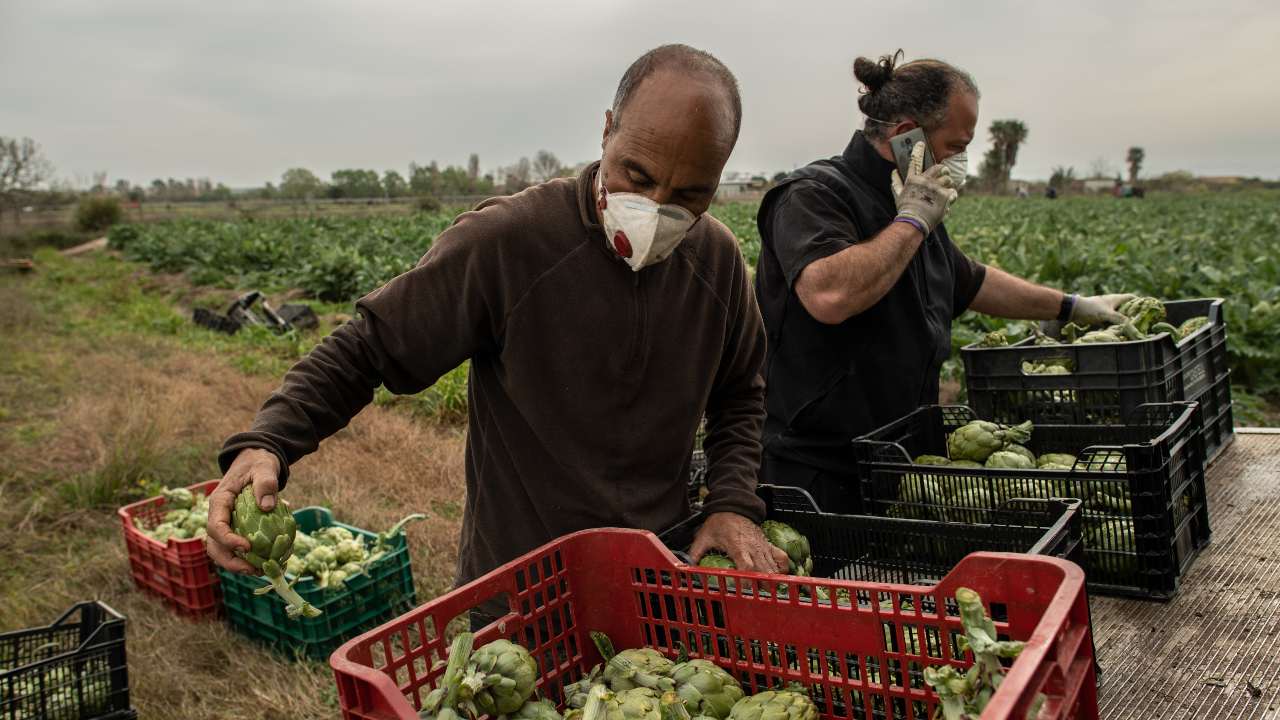 truffe Inps, arresti società agricola