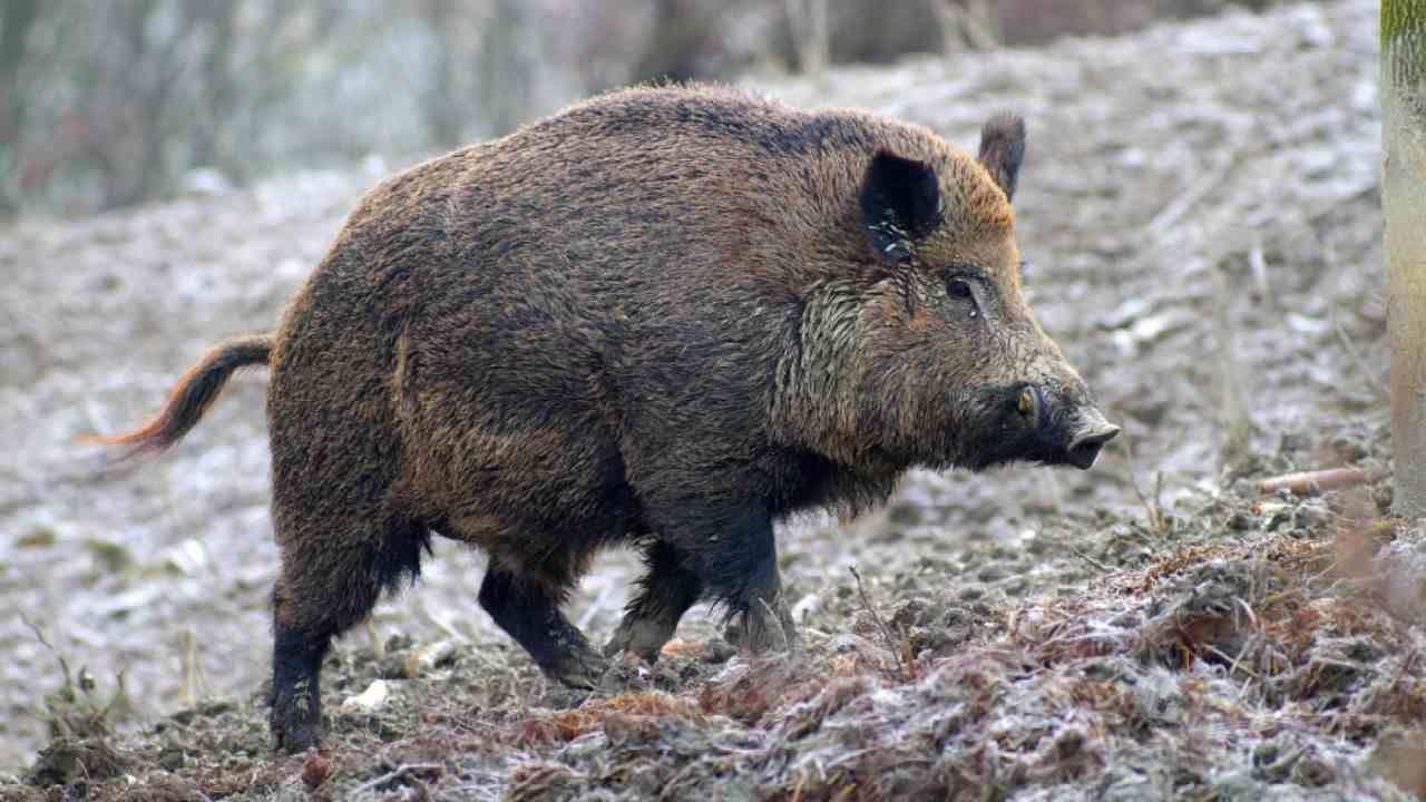 cinghiali peste suina