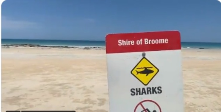 pericolo squali