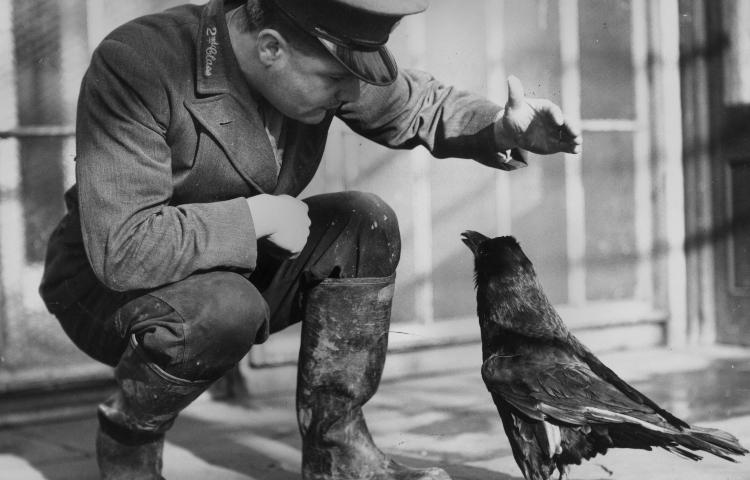 Un corvo e un soldato 