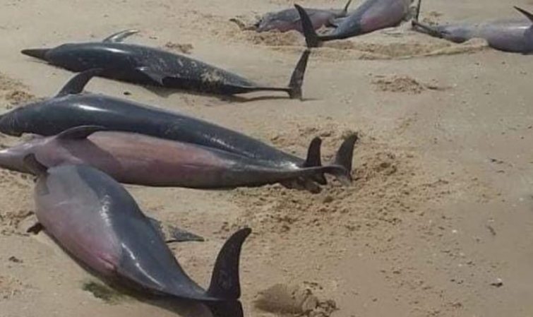 Delfini trovati morti in spiaggia