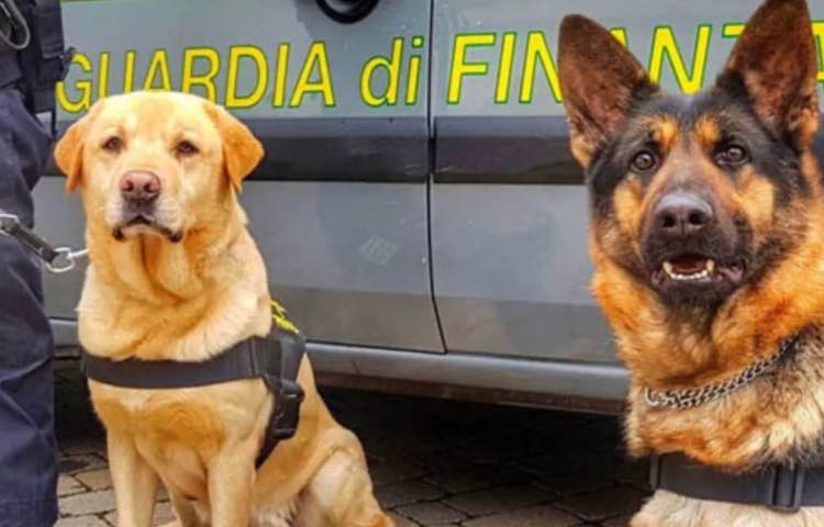 Cani poliozotto