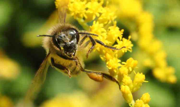 Ape che impollina un fiore giallo