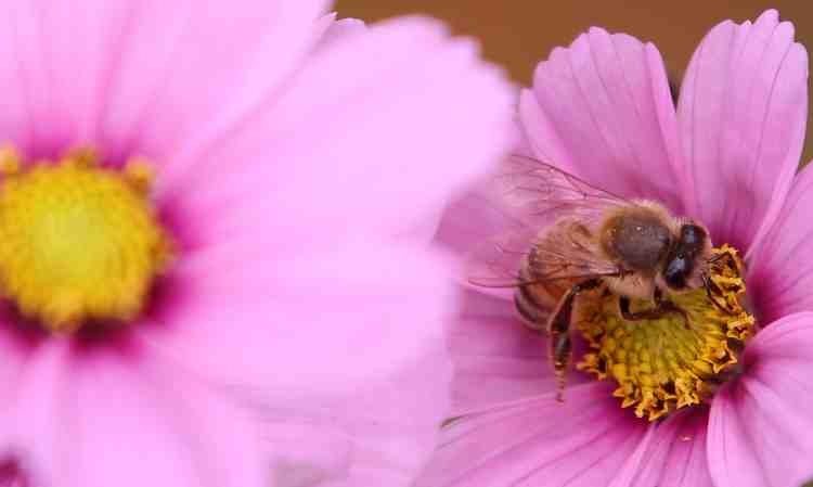 ape che impollina un fiore rosa