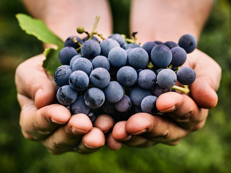 benefici uva pelle