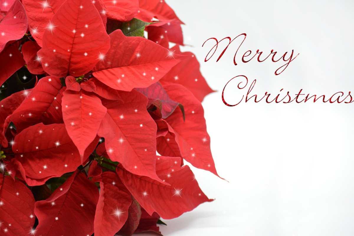 Stella di Natale rossa